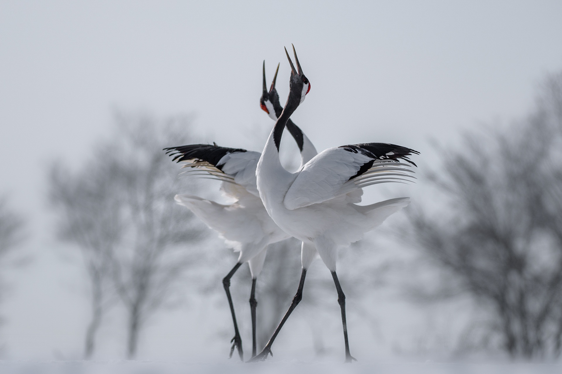 Hokkaido 