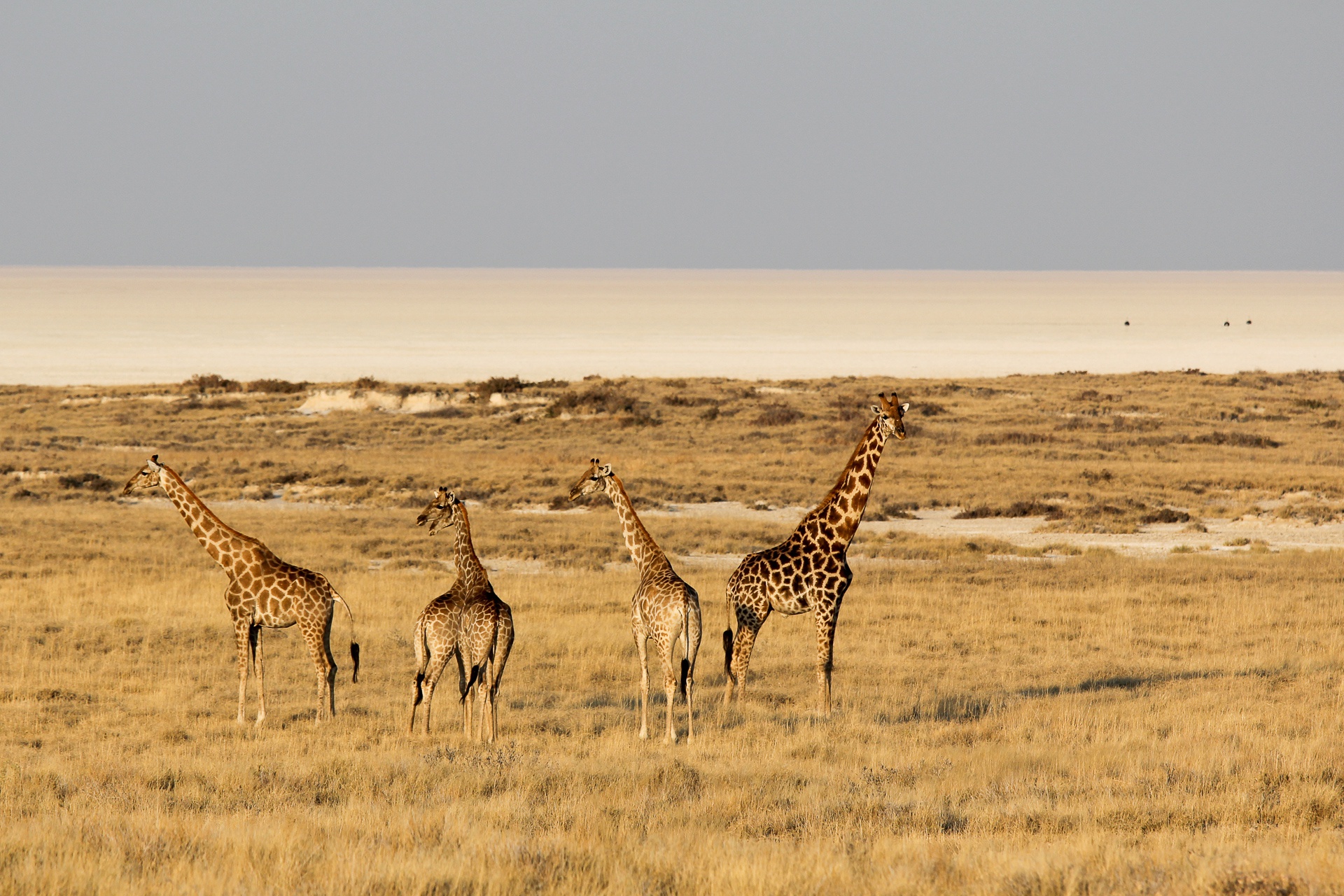 Etosha