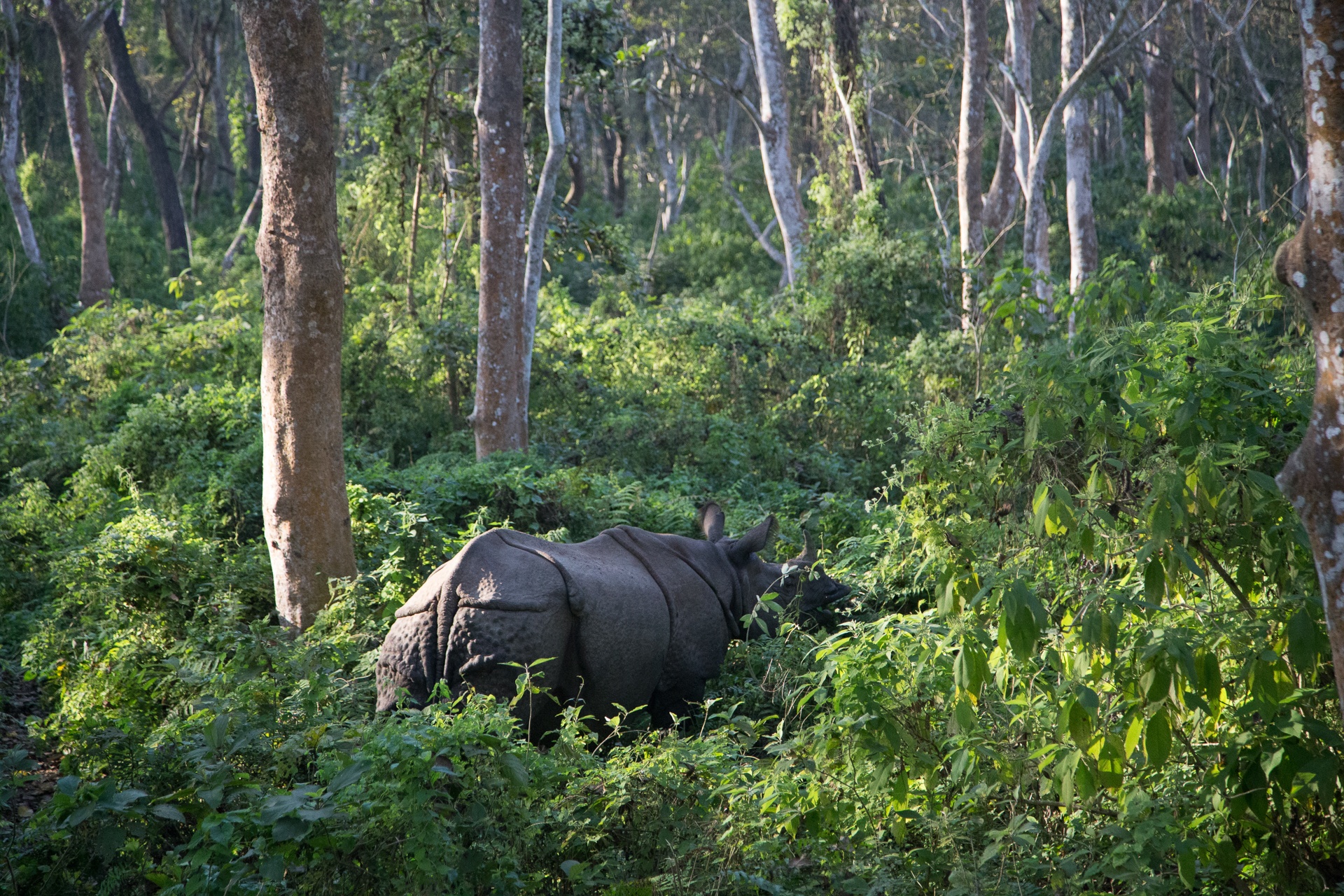 parc national de Chitwan