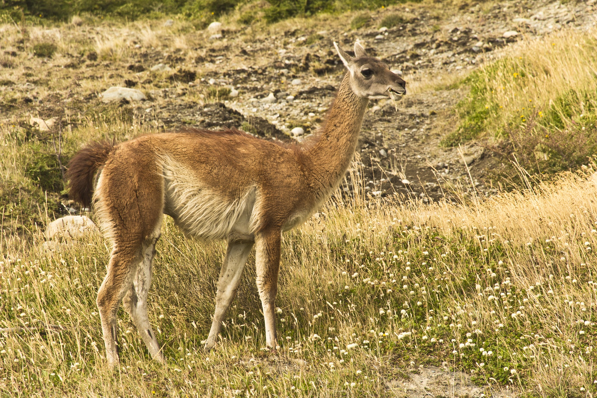 Guanaco