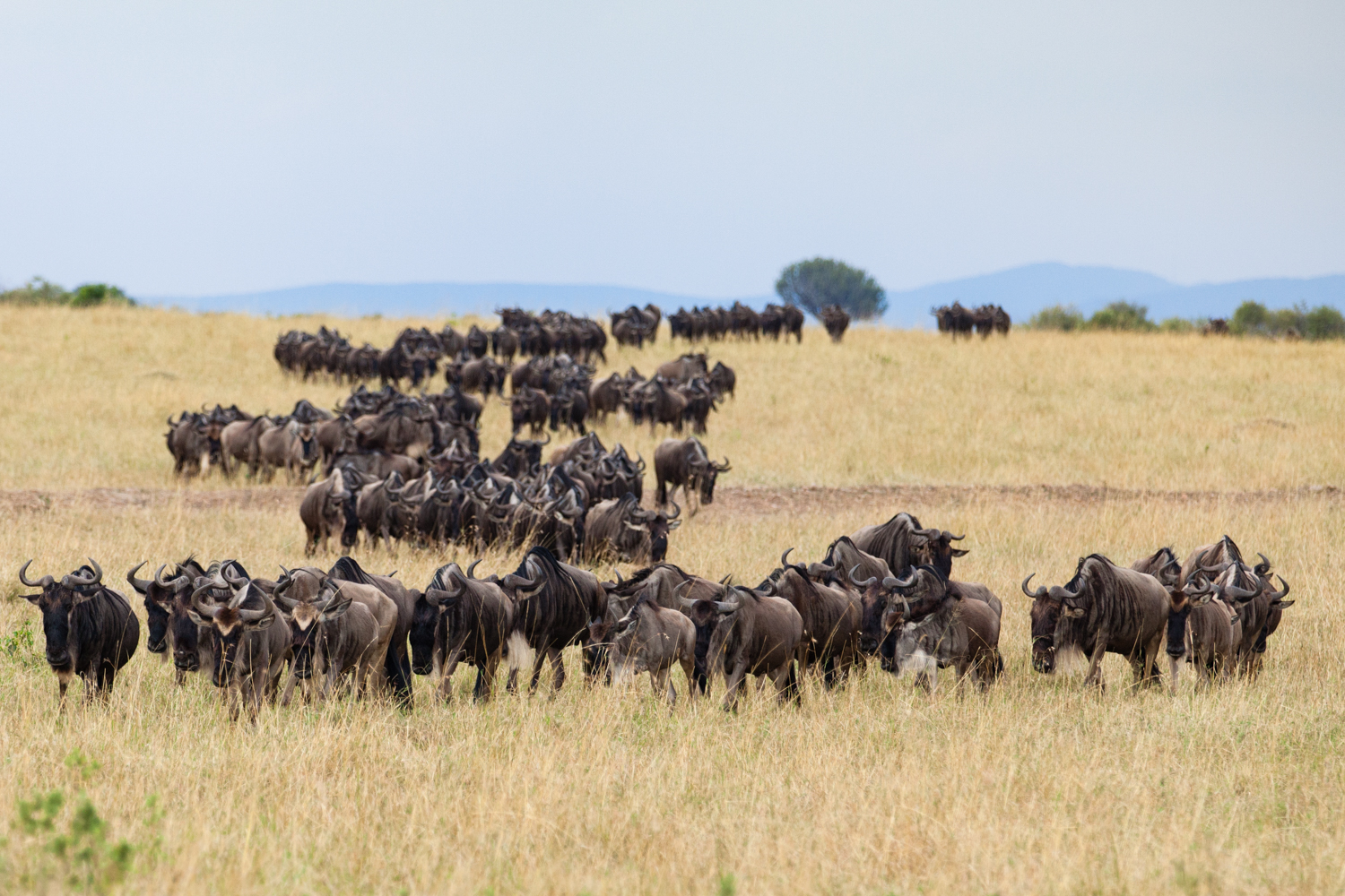 Migration gnous