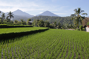 Bali