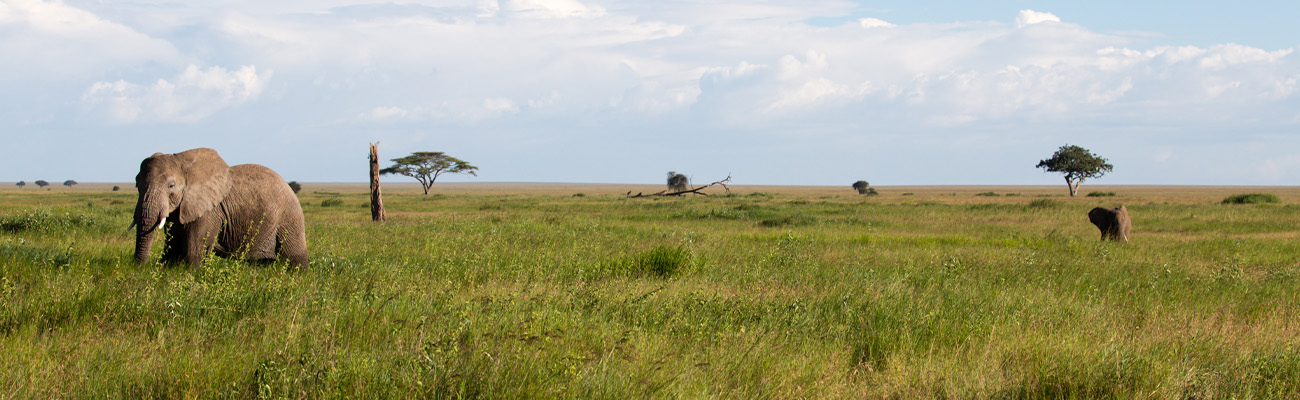 Tanzanie