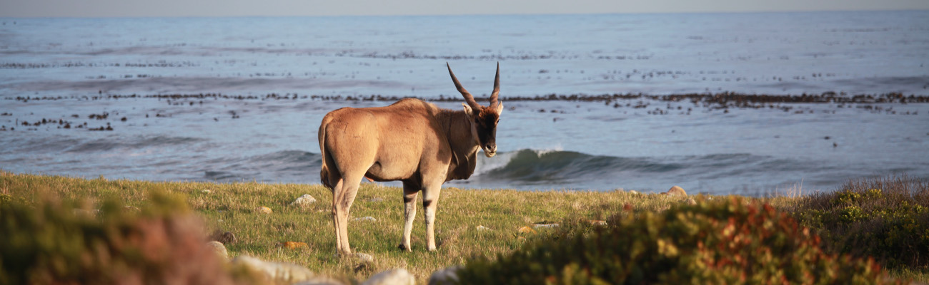 Afrique du sud