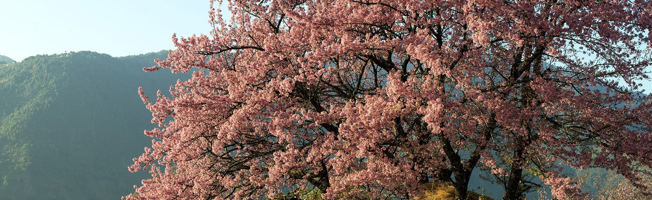 Bhoutan_printemps