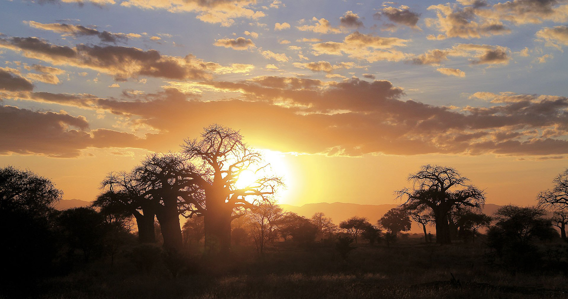 Coucher de soleil sur les baobabs Parc national de Tarangire Tanzanie