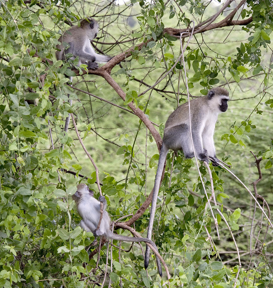 Dans le Parc national de Manyara Tanzanie