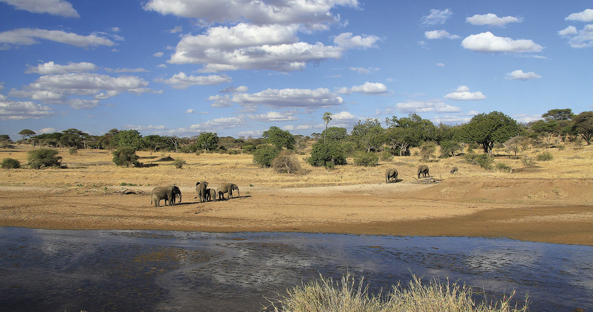 Eléphants Parc national du Tarangire Tanzanie