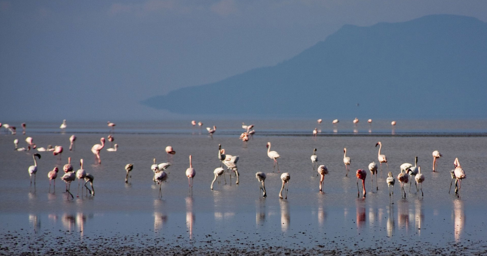 Flamants roses sur le lac Natron Tanzanie