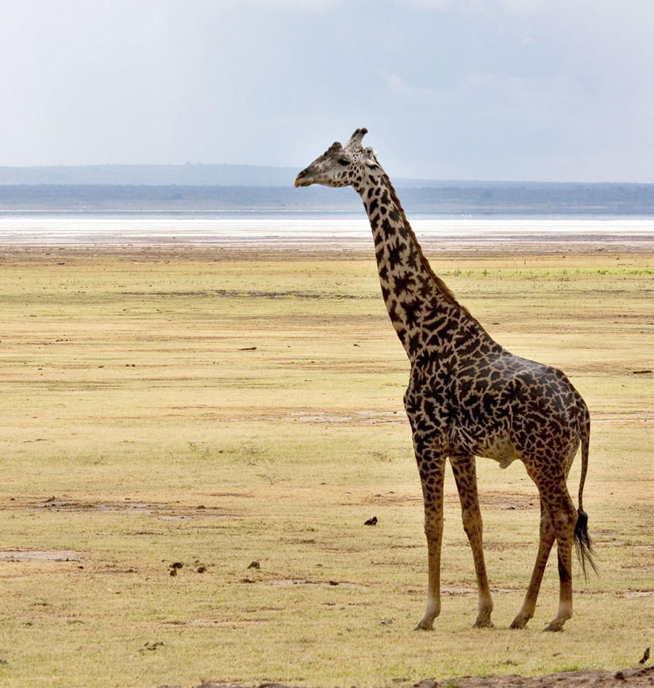 Dans le Parc national de Manyara Tanzanie