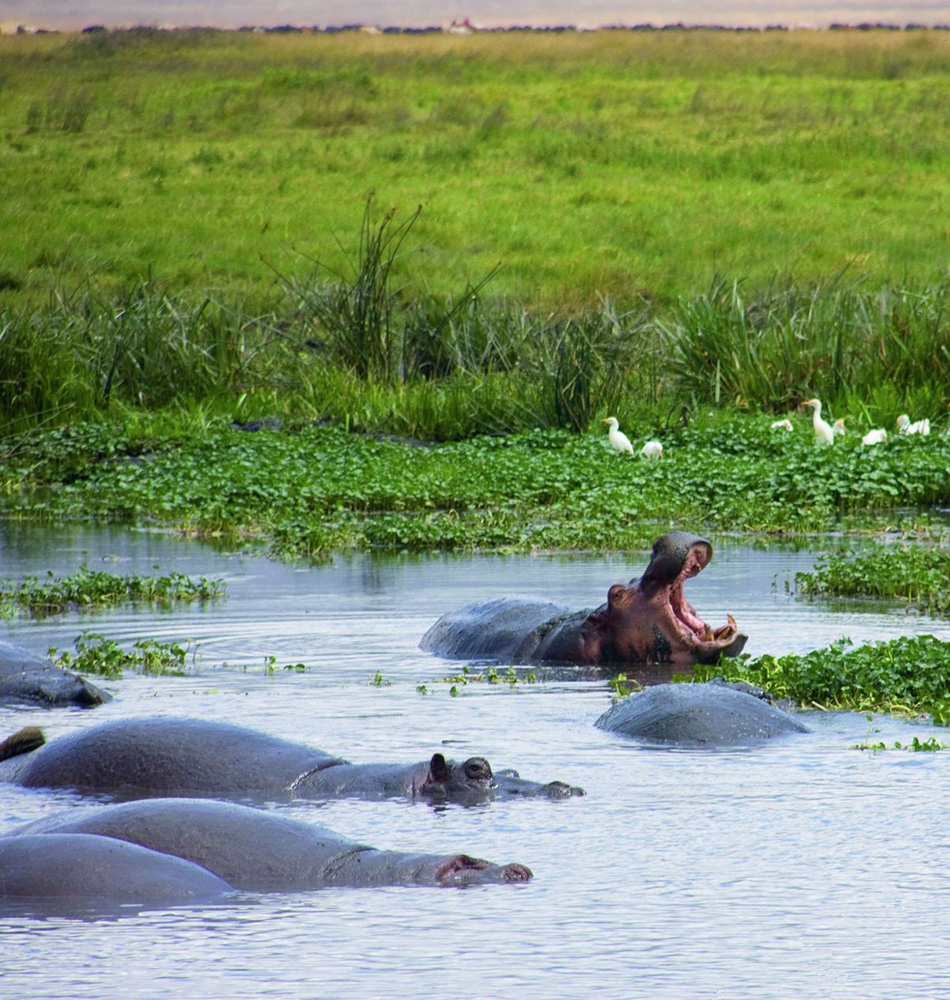 hippopotame