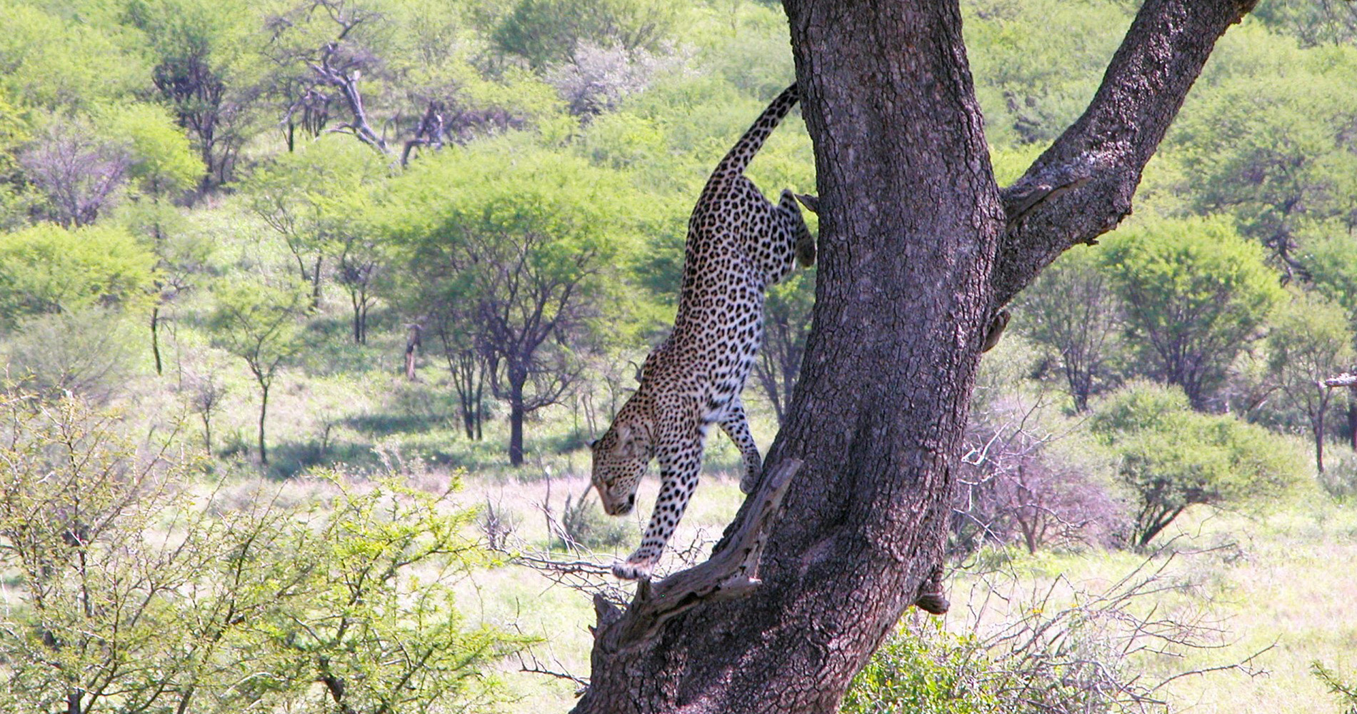 Léopard Parc national du Tarangire Tanzanie