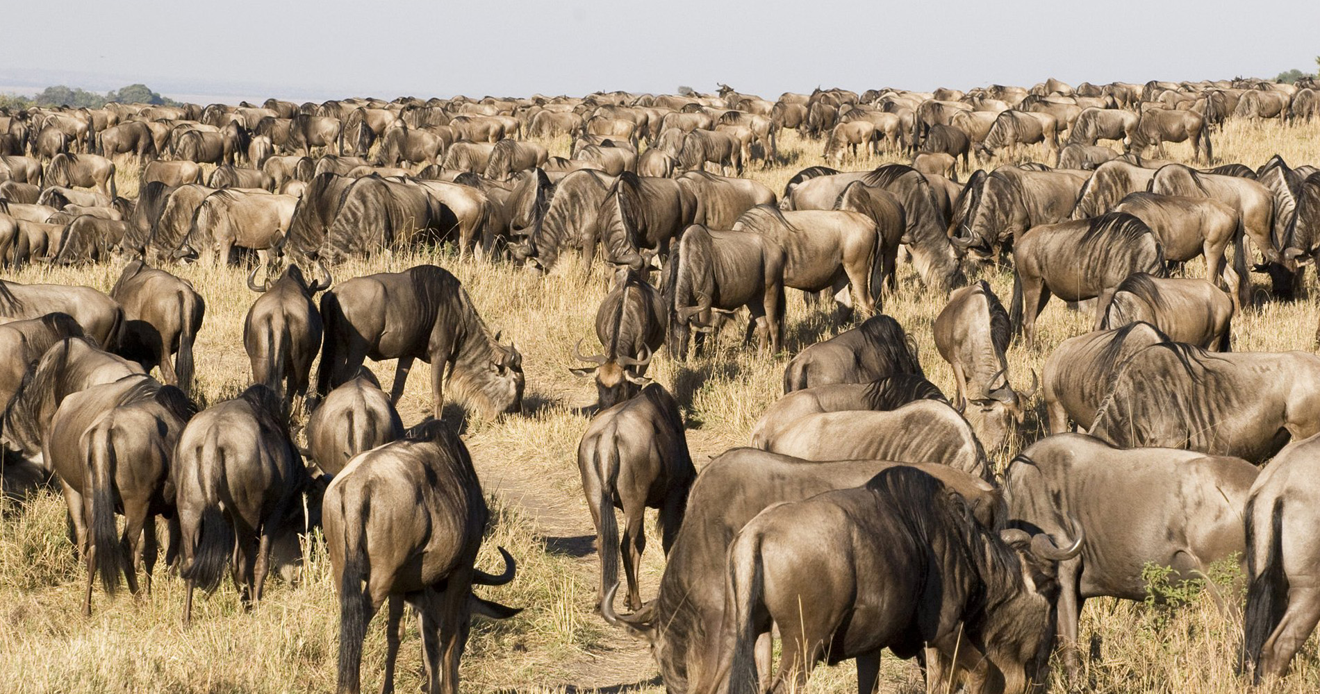 Migration des gnous