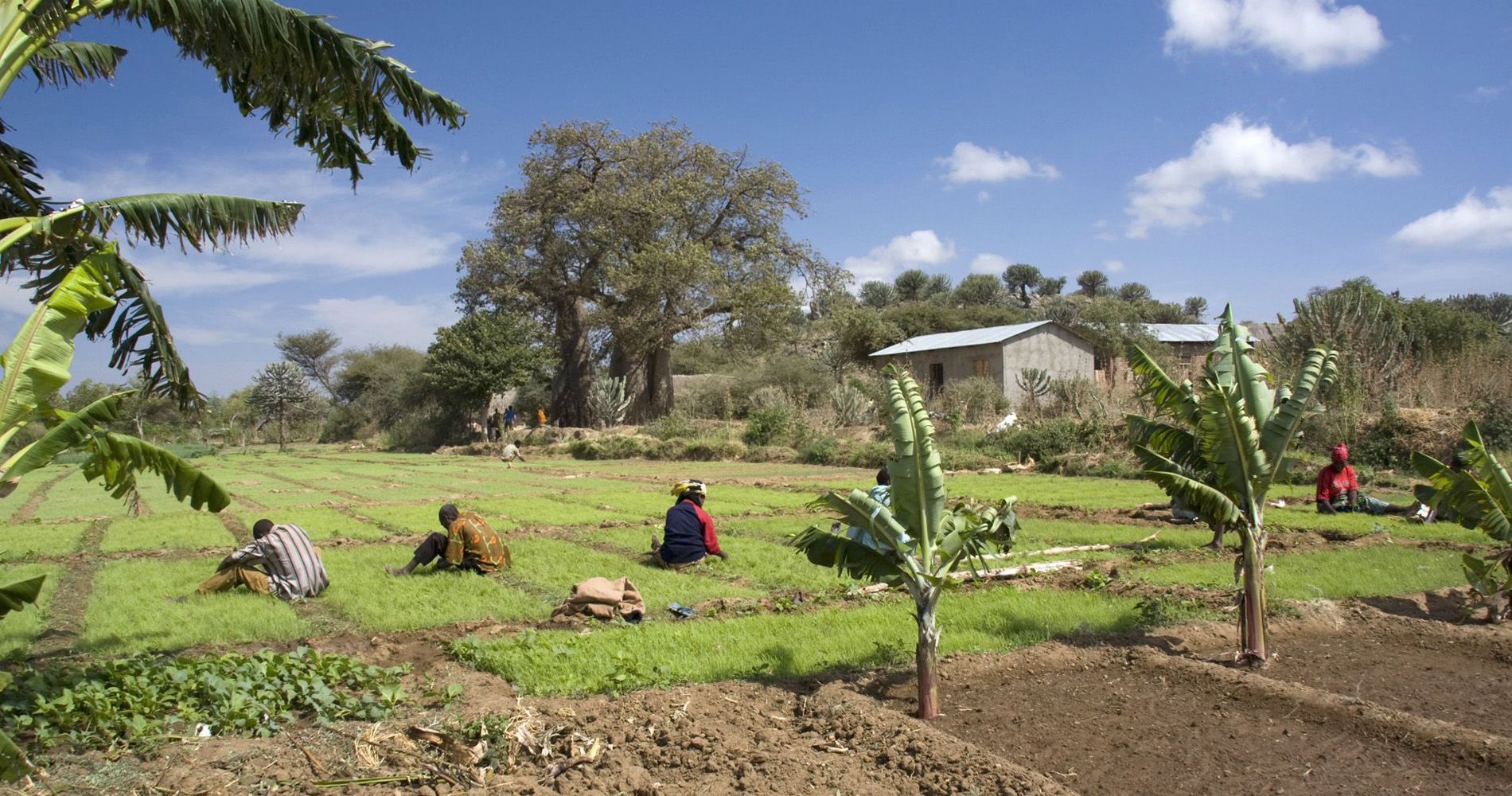 Plantations vers le lac Eyasi Tanzanie