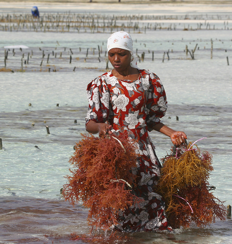 Ramasseuse d'algues à Zanzibar