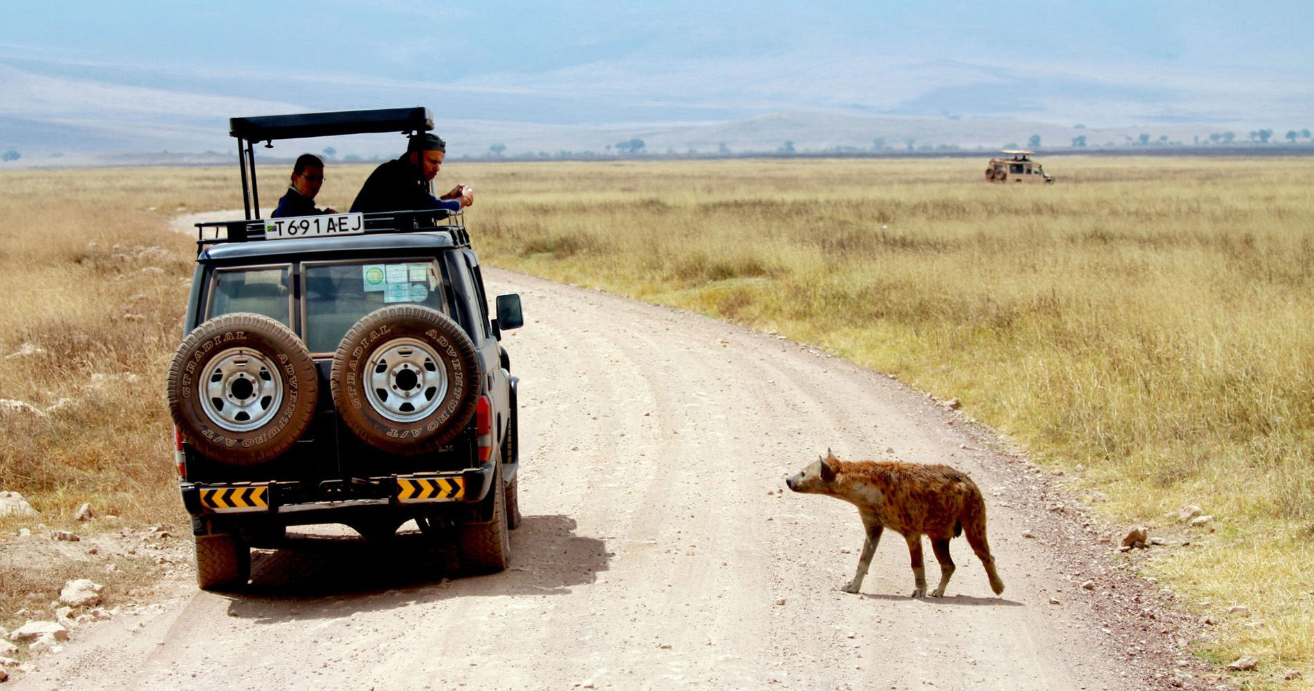Rencontre avec une hyène caldeira du Ngorongoro