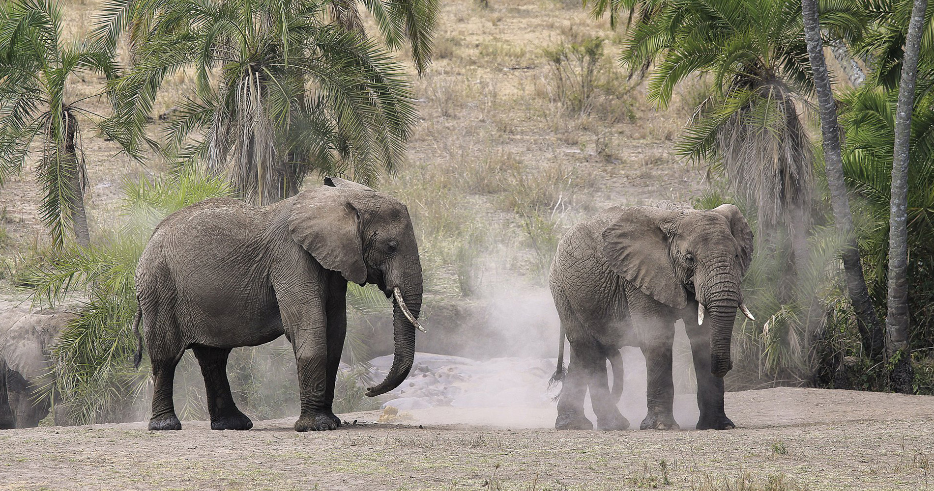 Elephants dans le Parc National de Serengeti