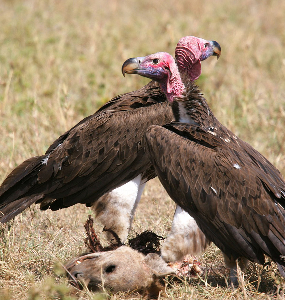 Vautours dans la caldeira du Ngorongoro