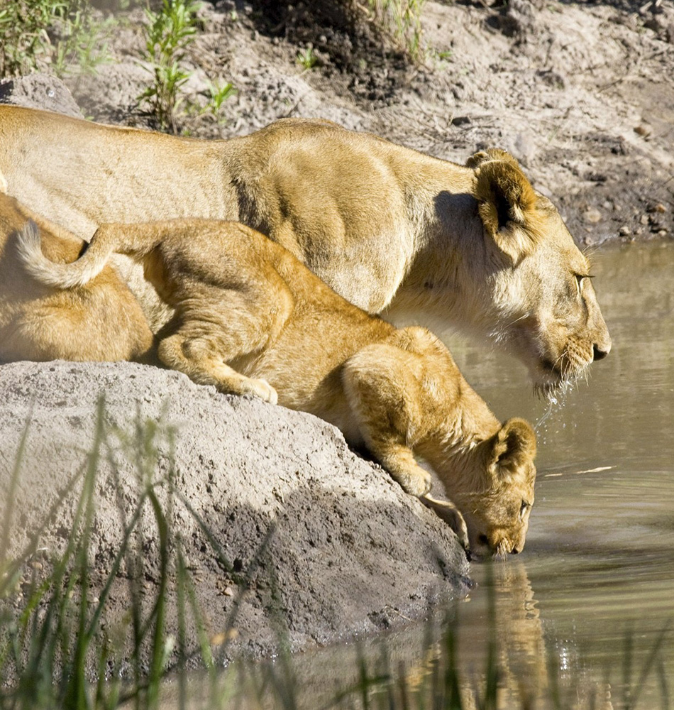 Lionceau et lionne au bord de la rivière Seronera Serengeti