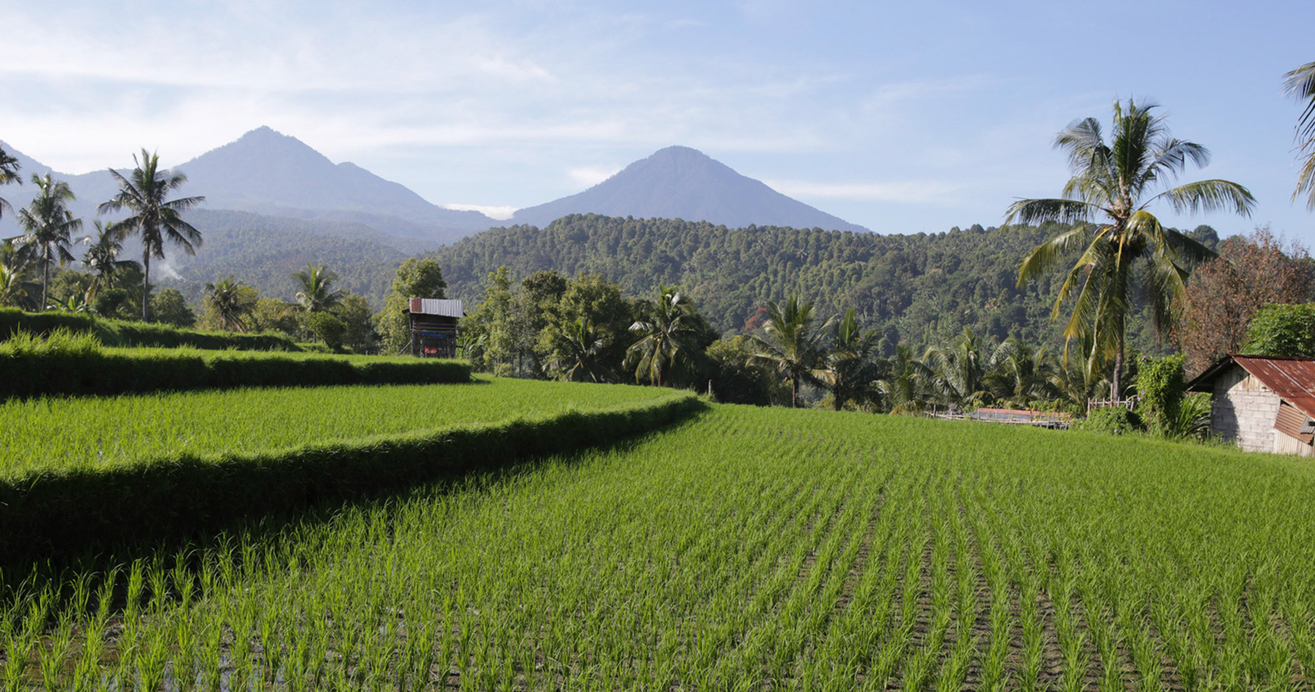 Rizières de Munduk à Bali
