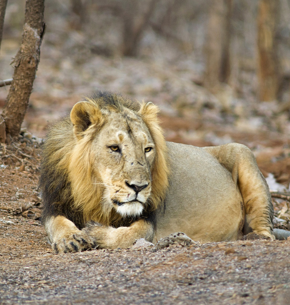 Lion du Gujarat