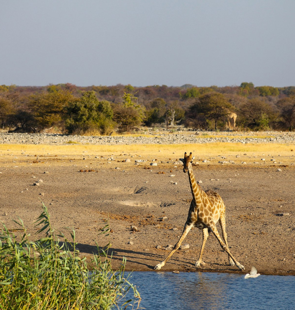 Girafe à Okaukuejo, parc d'Etosha