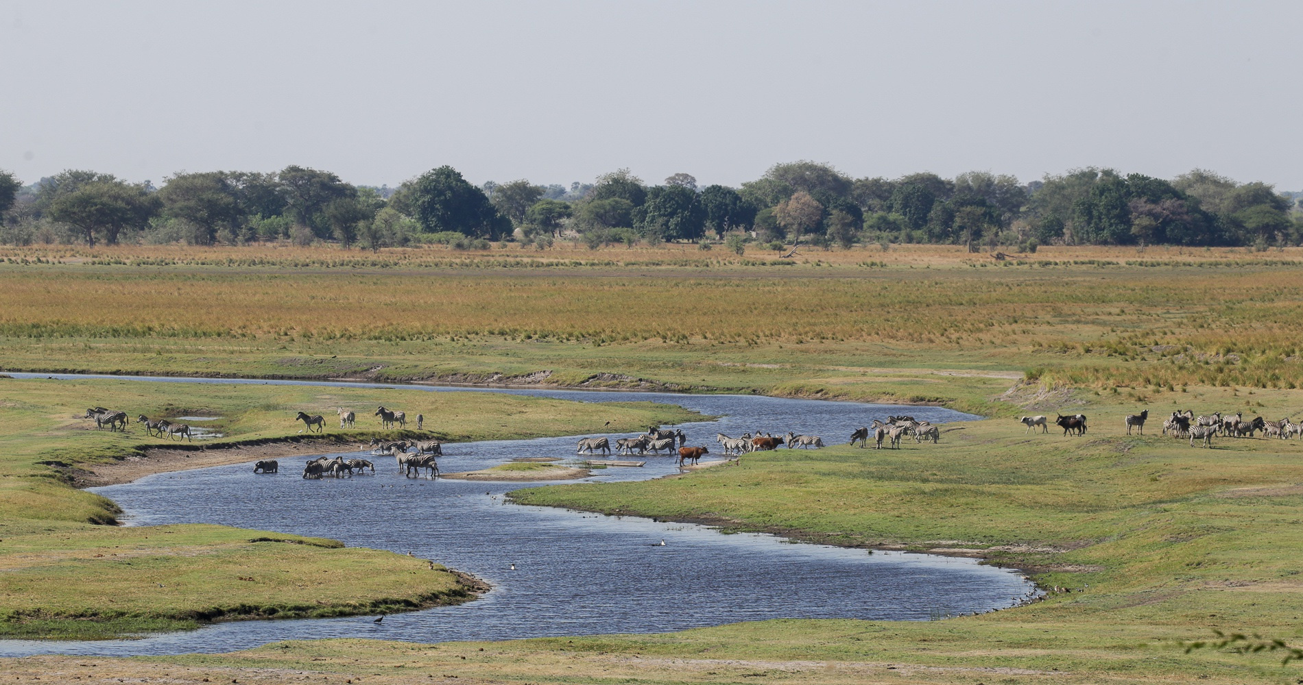 Rivière Chobe - Botswana