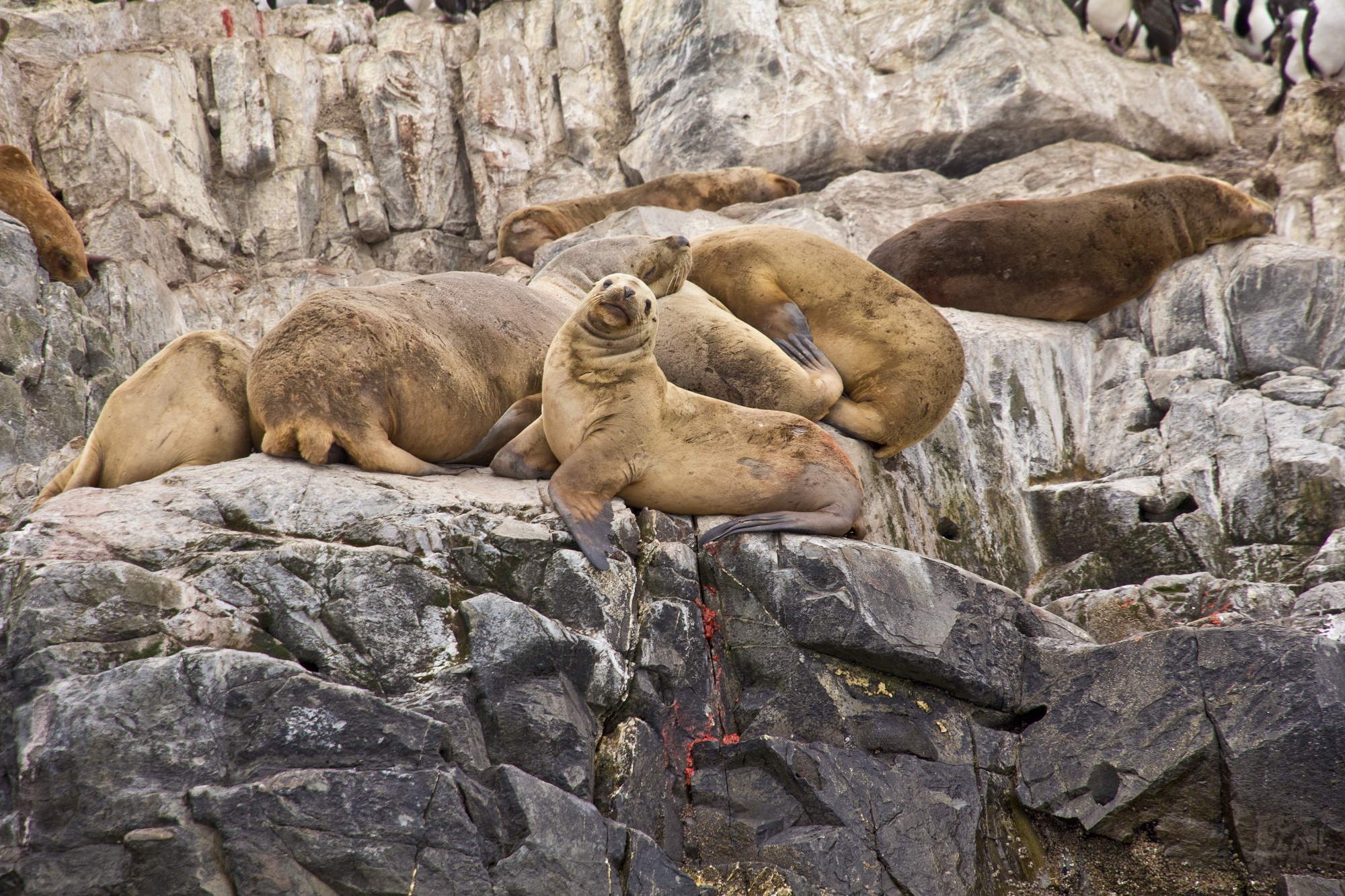 Lion de mer Patagonie