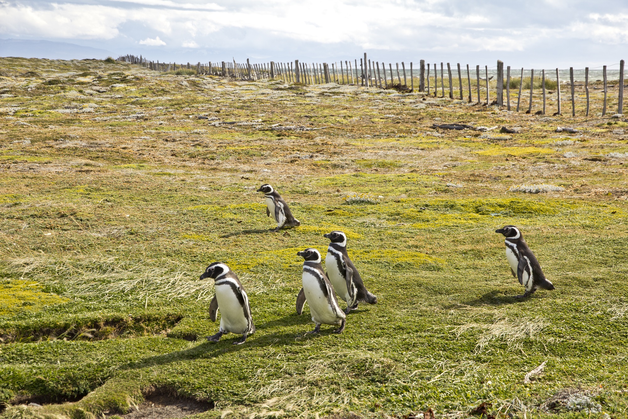 Pingouins Patagonie