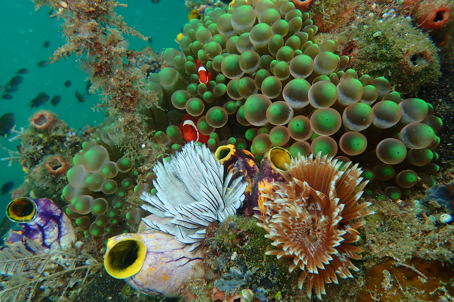 Fonds marins colorés des Raja Ampat