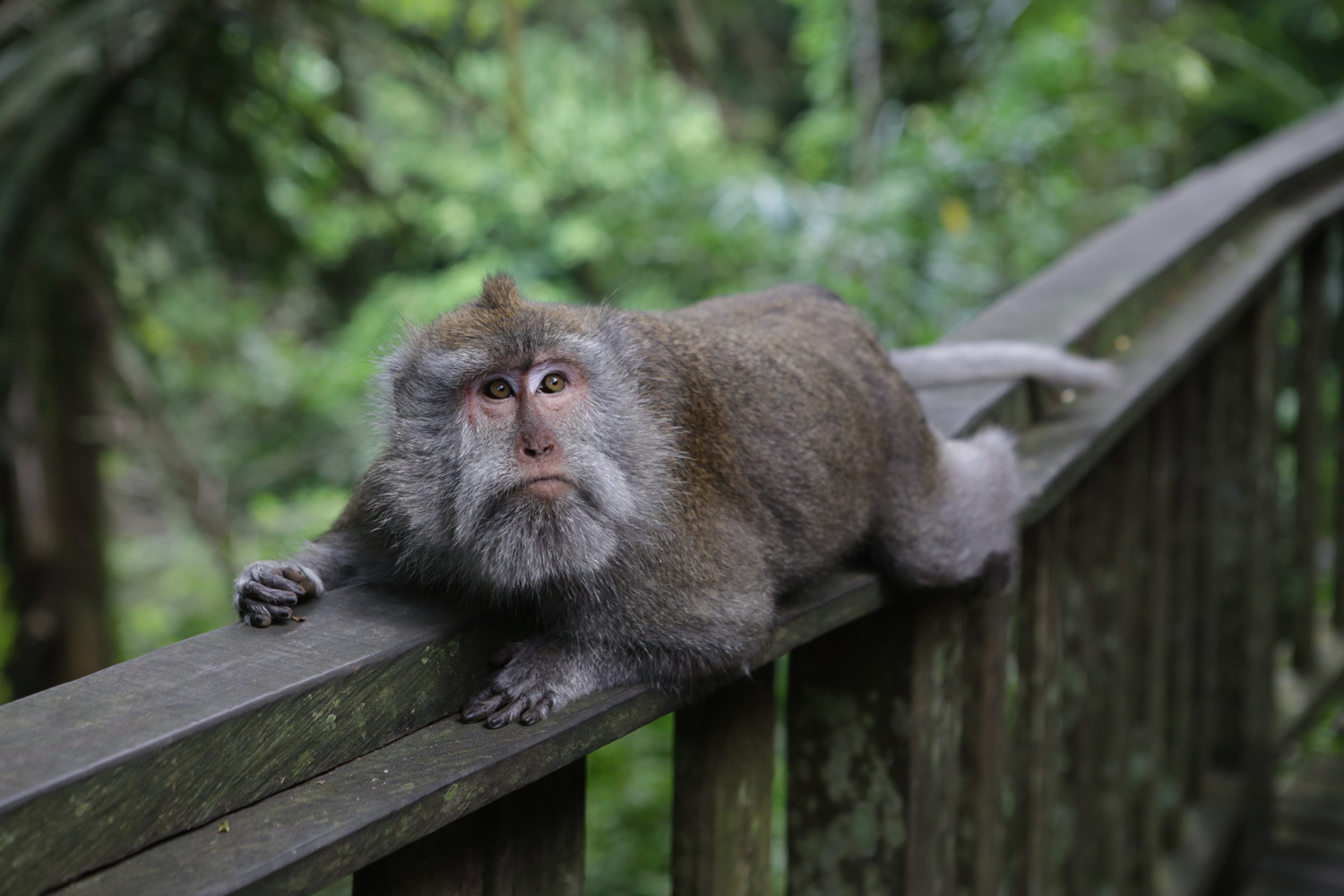 Monkey Forest