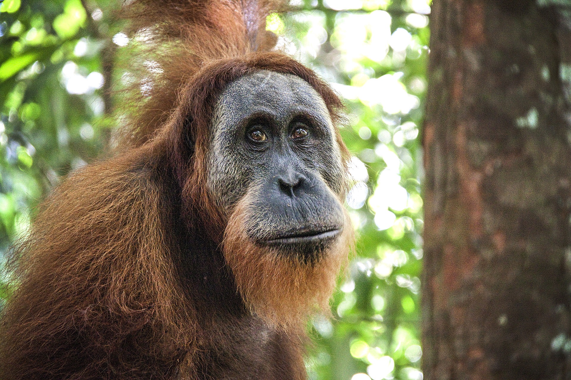 Leuser