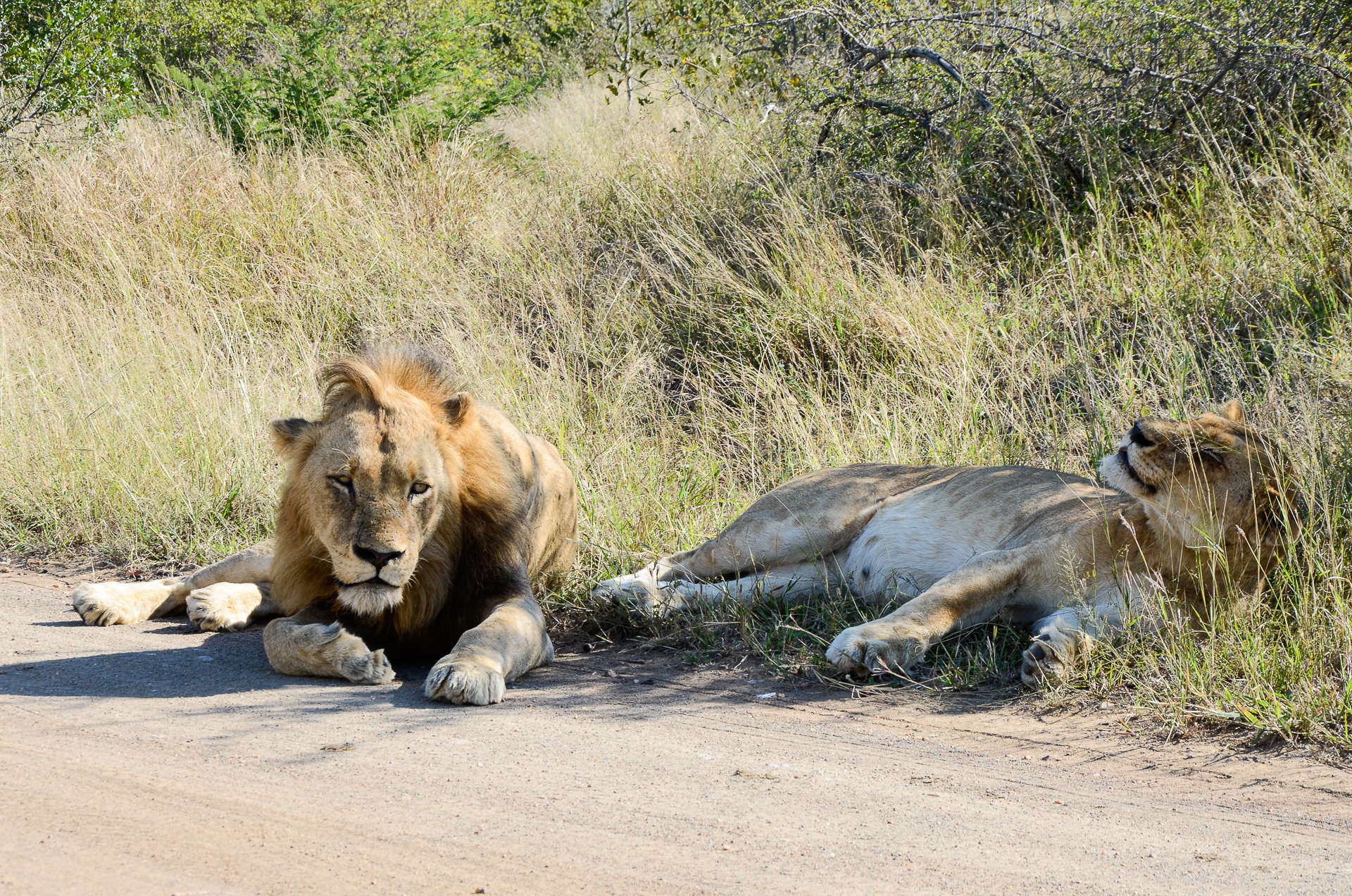 Lions, réserve d'Ebandla