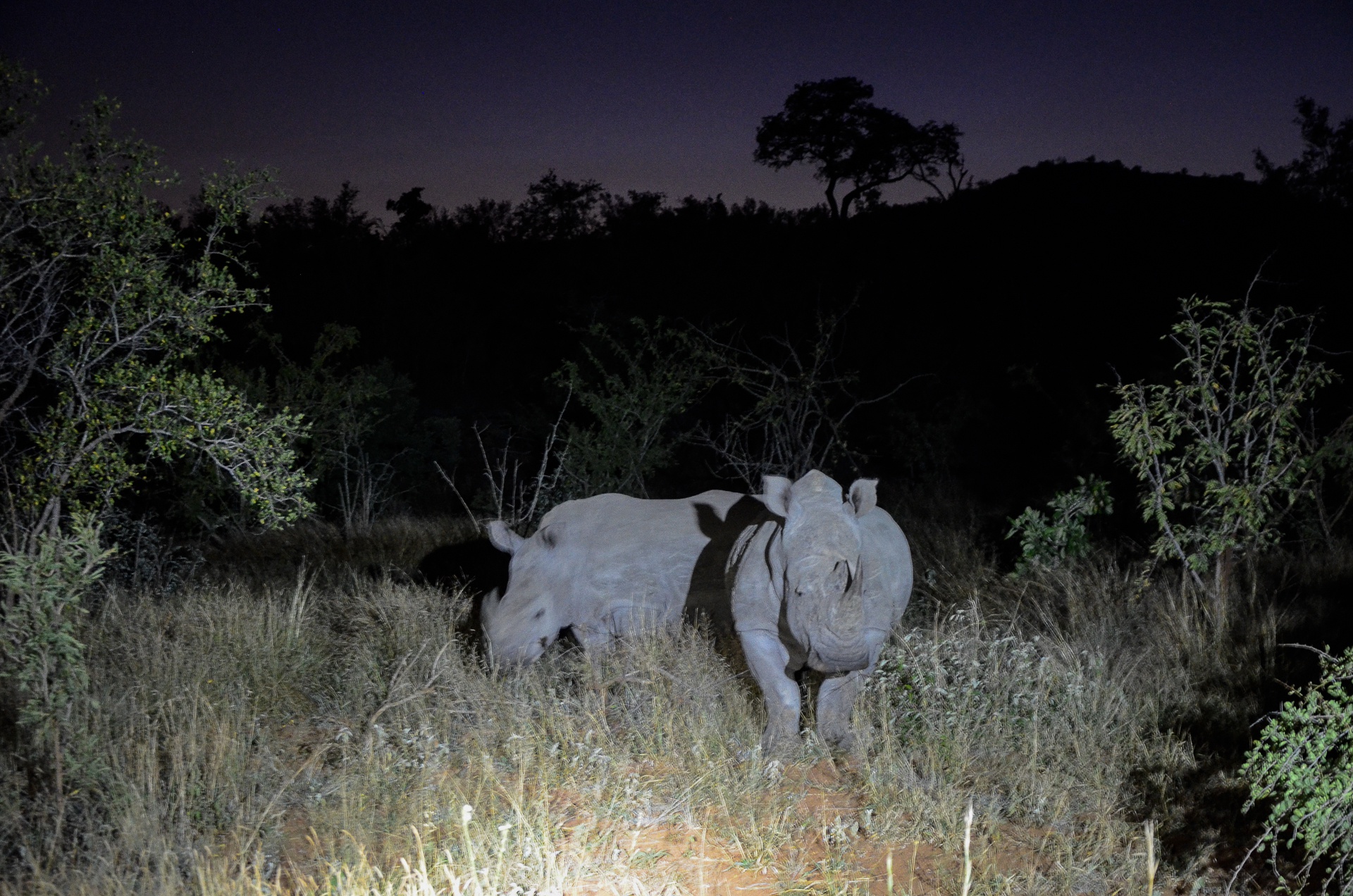 Rhinocéros blanc