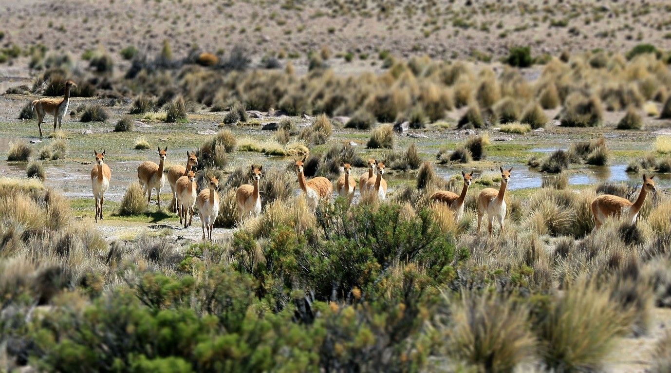 Vigognes Bolivie Altiplano