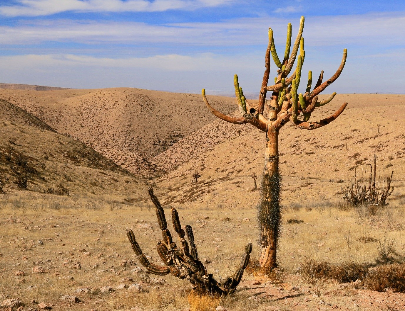 Altiplano Chilien