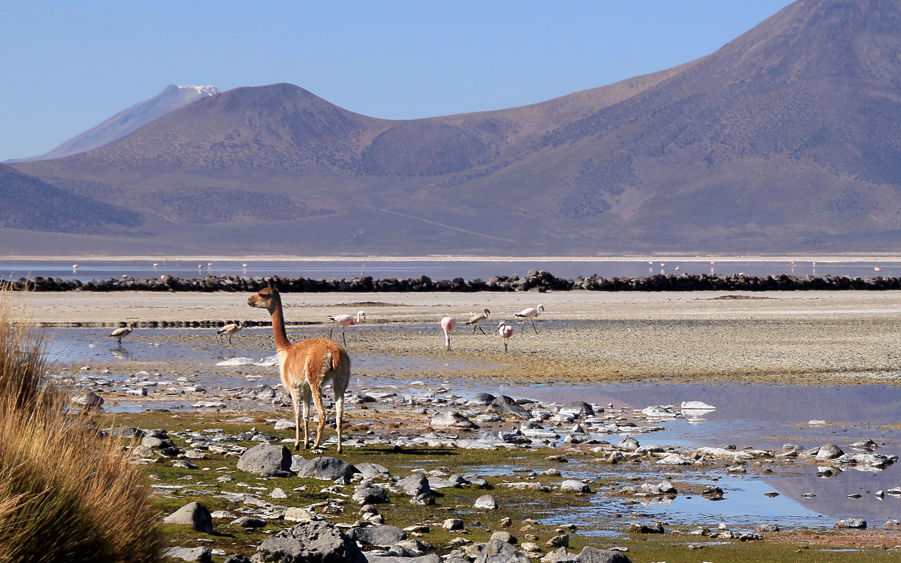 Salar Surire famants et guanacos