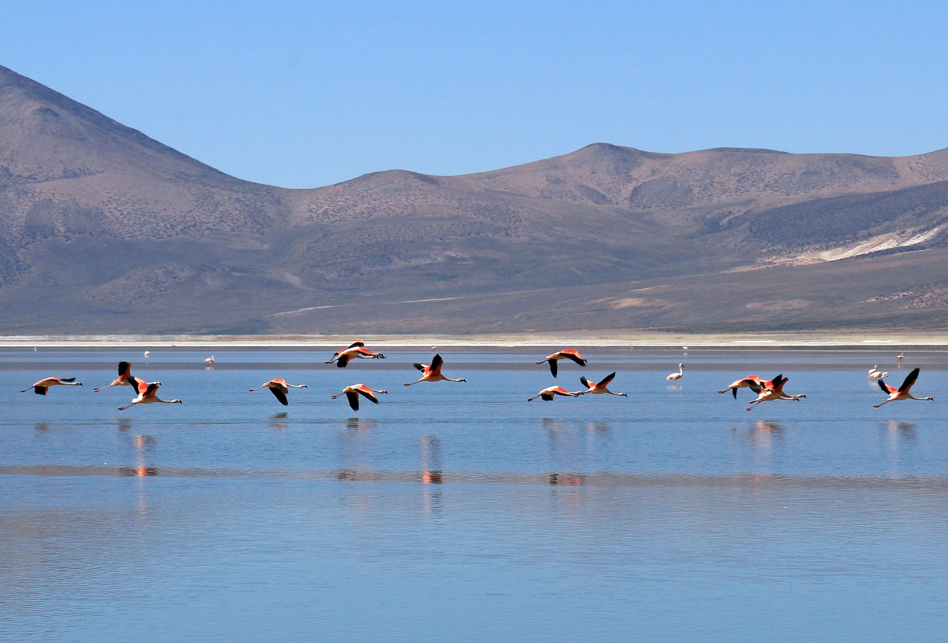 Salr surire lagune flamants roses