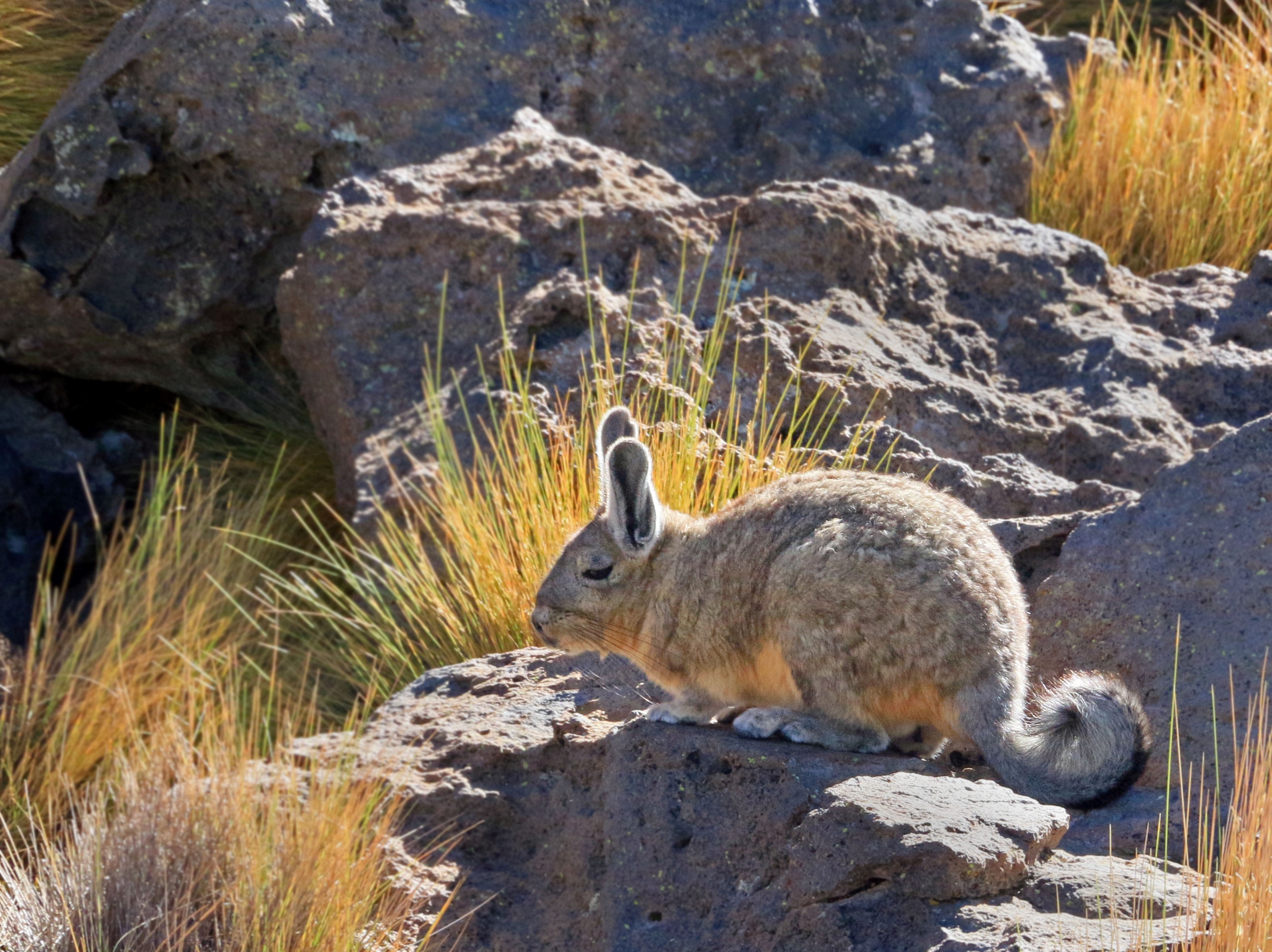 Viscachas salar surire