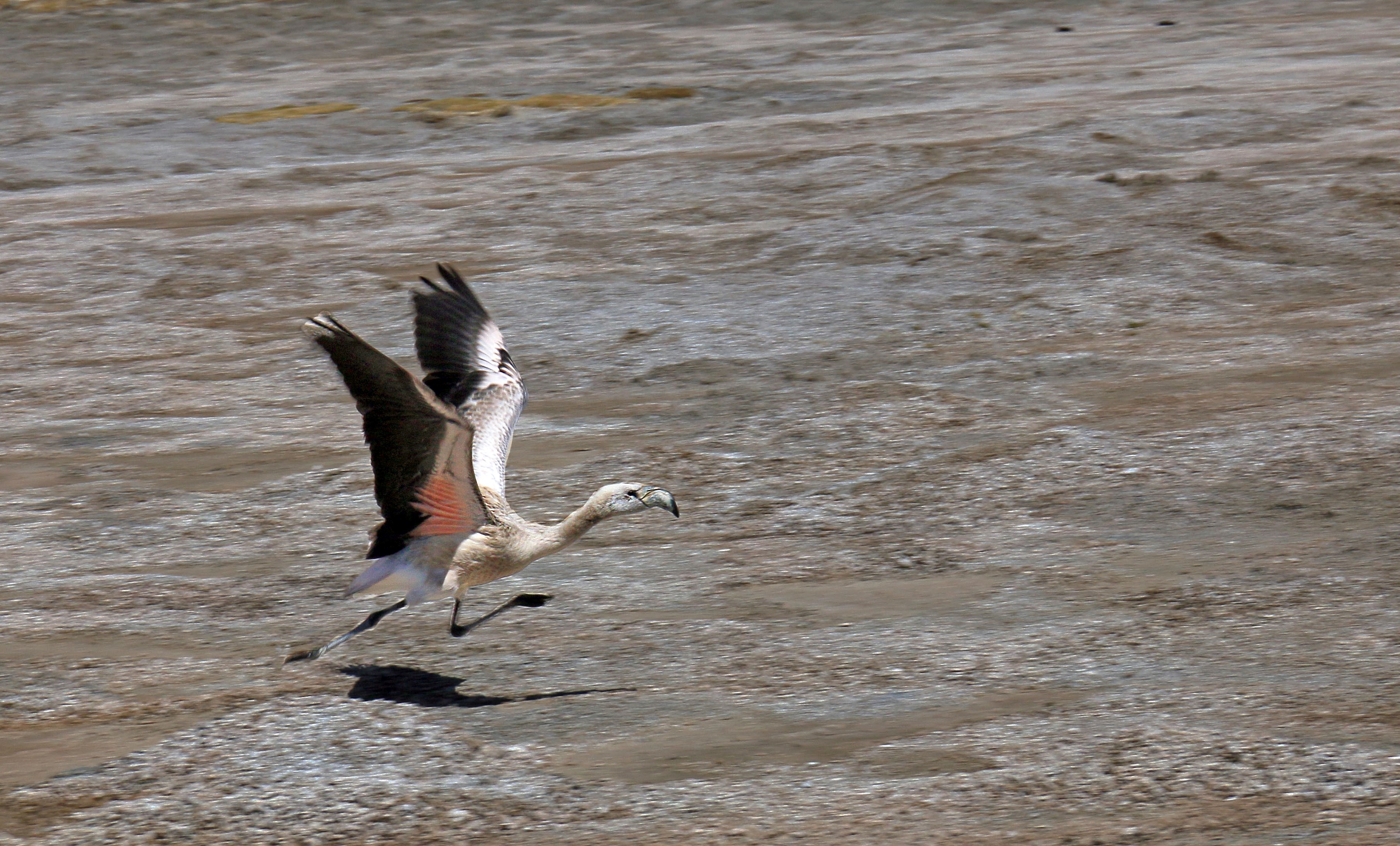 Flamants en vol salar surure