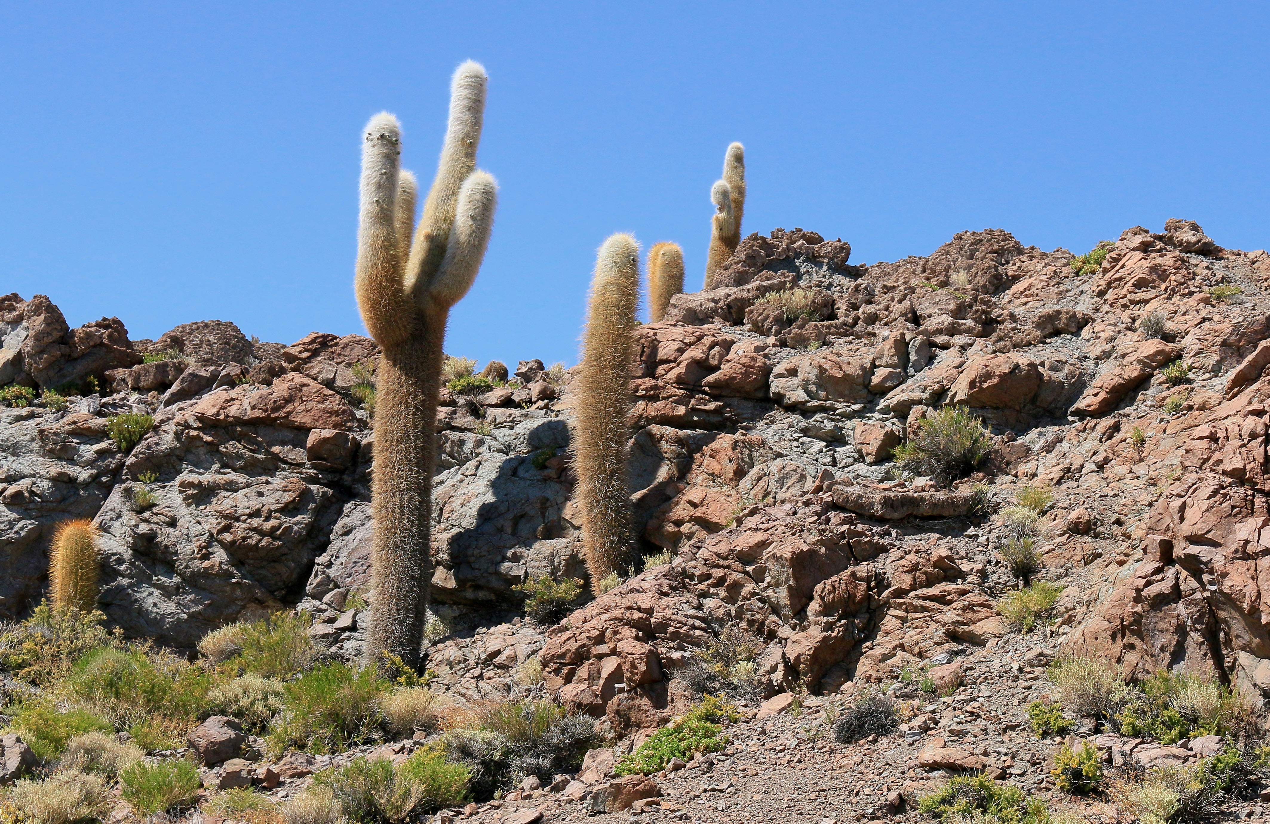 Cactus bolivie salar