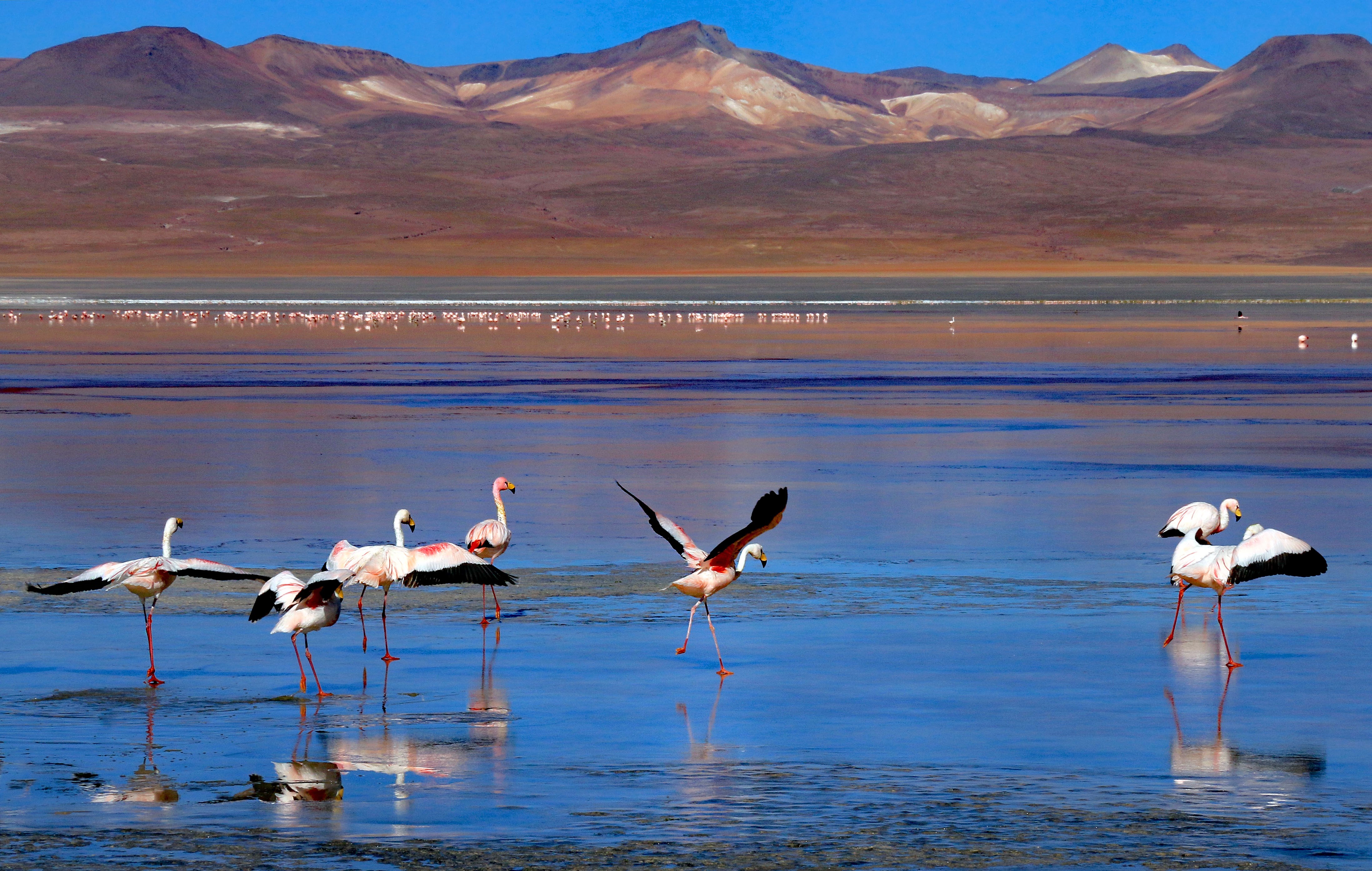 Laguna Colorada