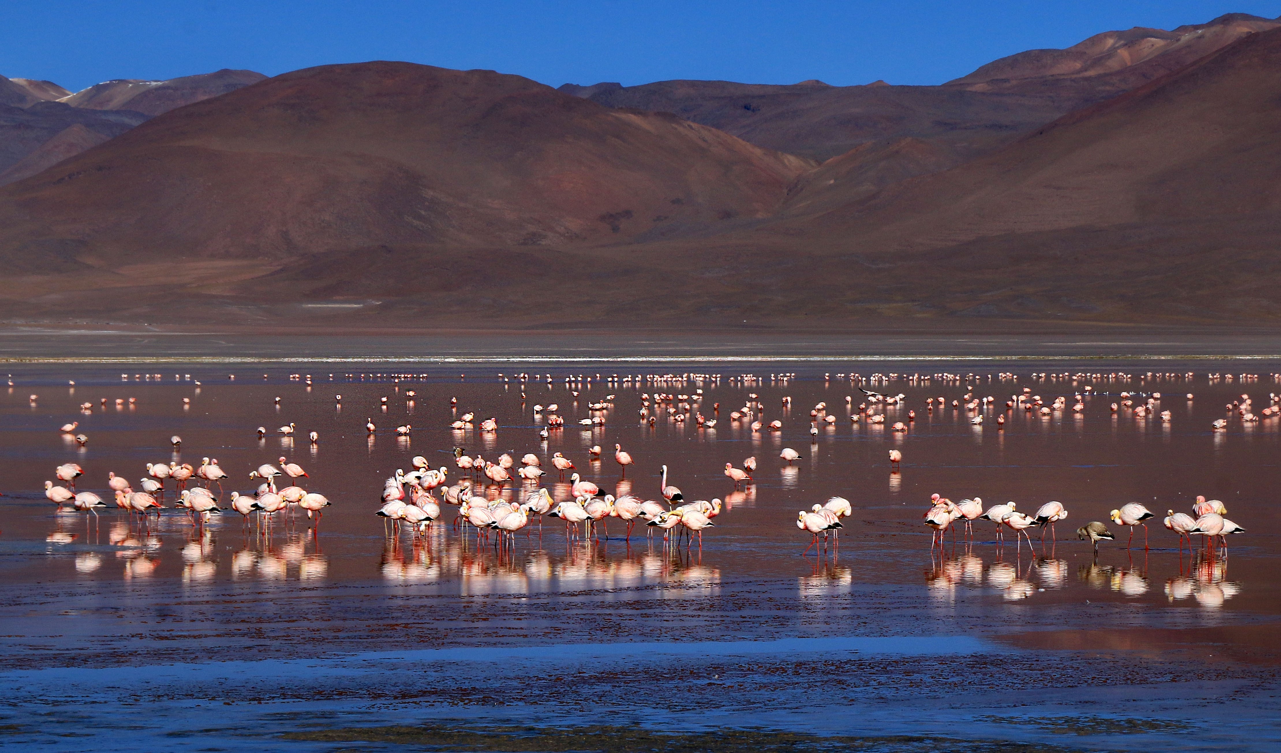 flamants rose laguna colorada bolivie