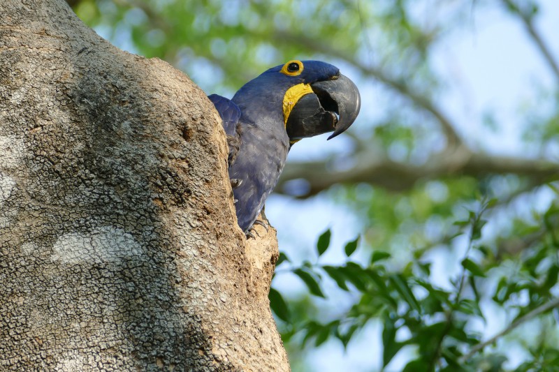 Brésil ou Colombie ?