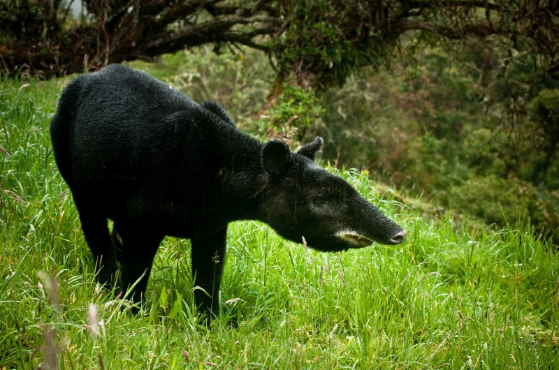 tapir des montagnes - Los Navados colombie