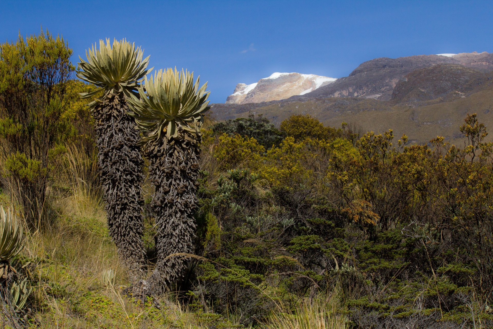 Le Tolima dans le parc Los Nevados - Brésil ou Colombie ?