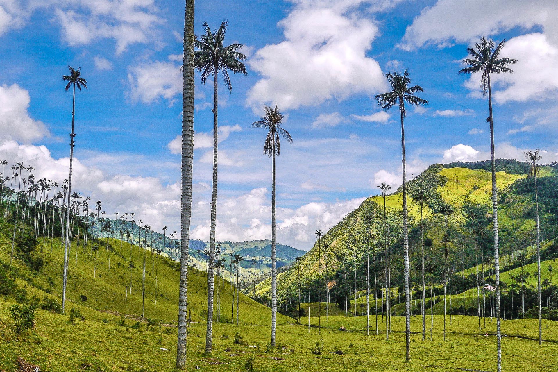 Le Tolima dans le parc Los Nevados - Brésil ou Colombie ?