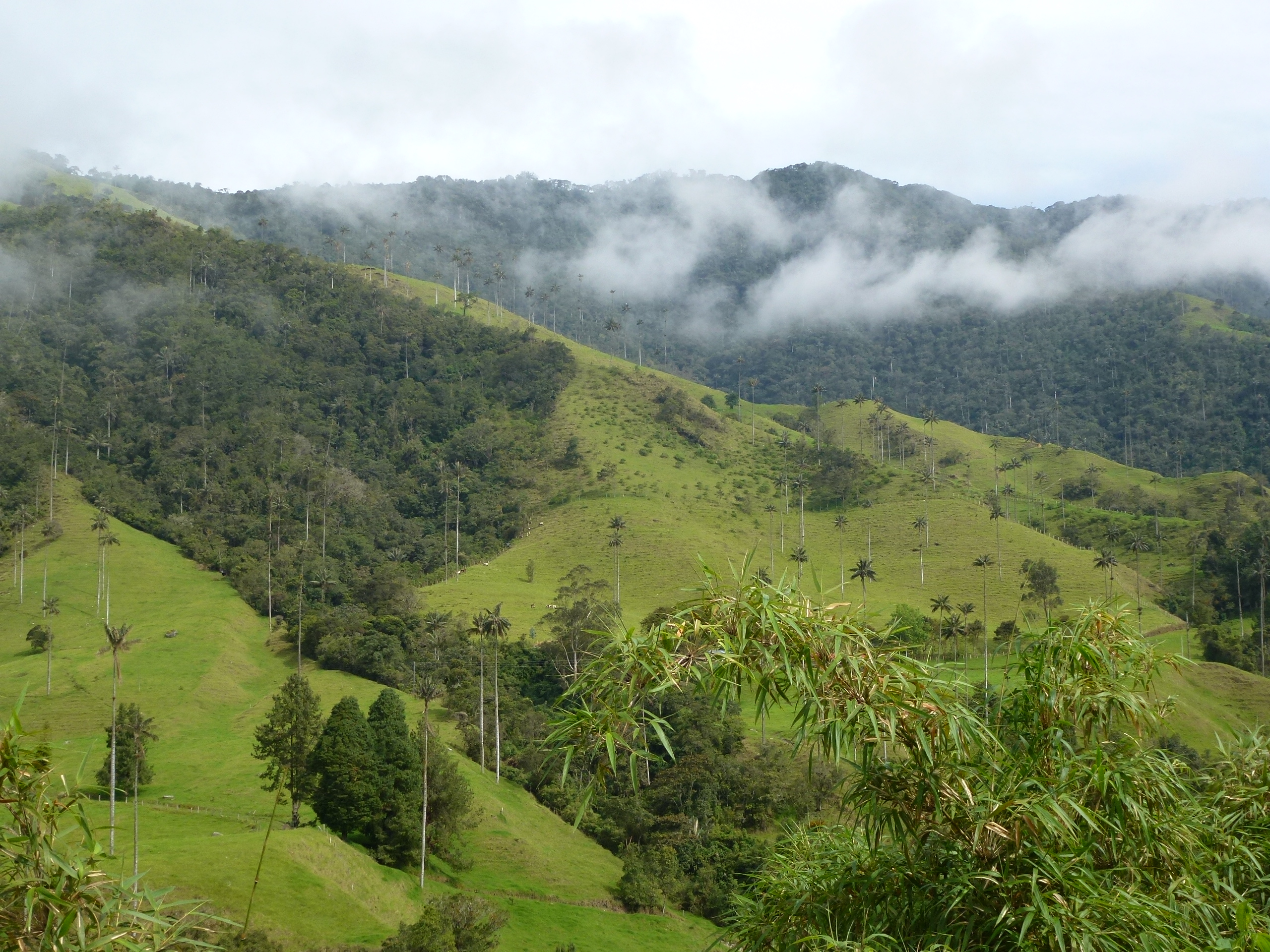 Vallée de Cocora voyage colombie Tirawa