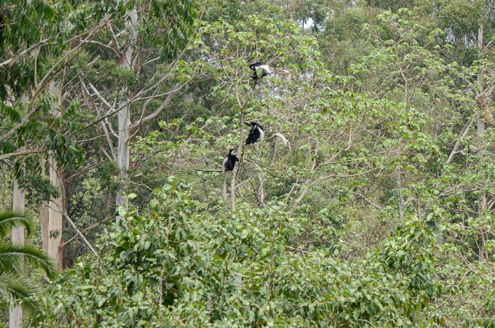 singes sud ethiopie