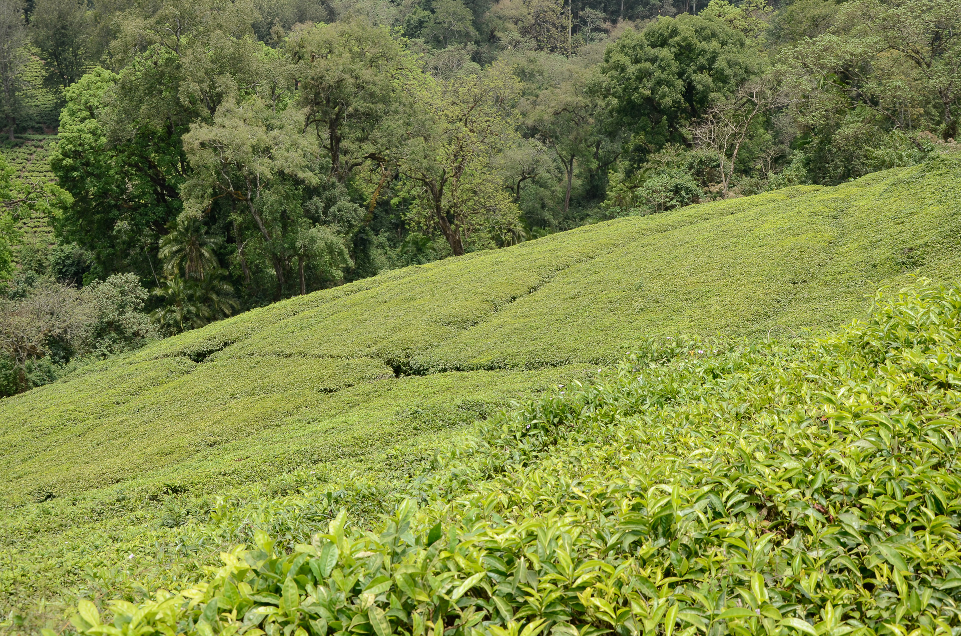 plantation de thé wush ethiopie